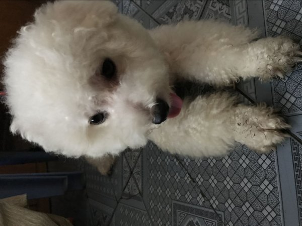 寻狗启事：重庆江北区永辉附近走丢的比熊小白