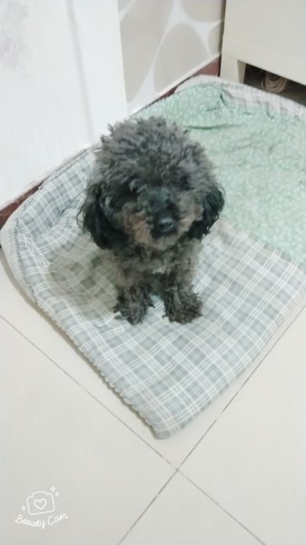 石家庄沿东小区32号楼泰迪小白走失寻狗启事