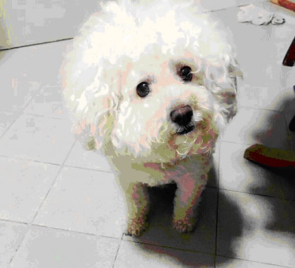 上海徐汇区永年菜场走丢比熊犬哈力克寻狗启事