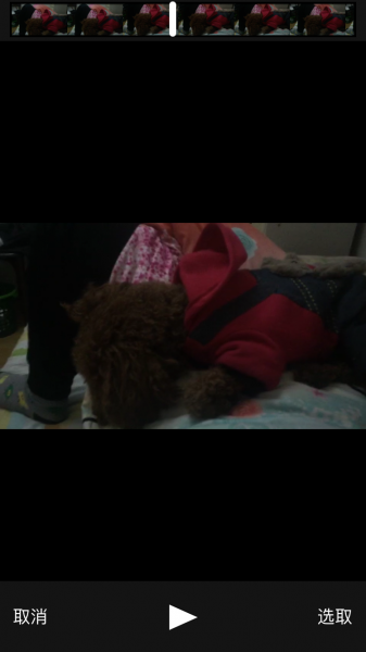 泰迪狗狗小白走丢 寻犬启事
