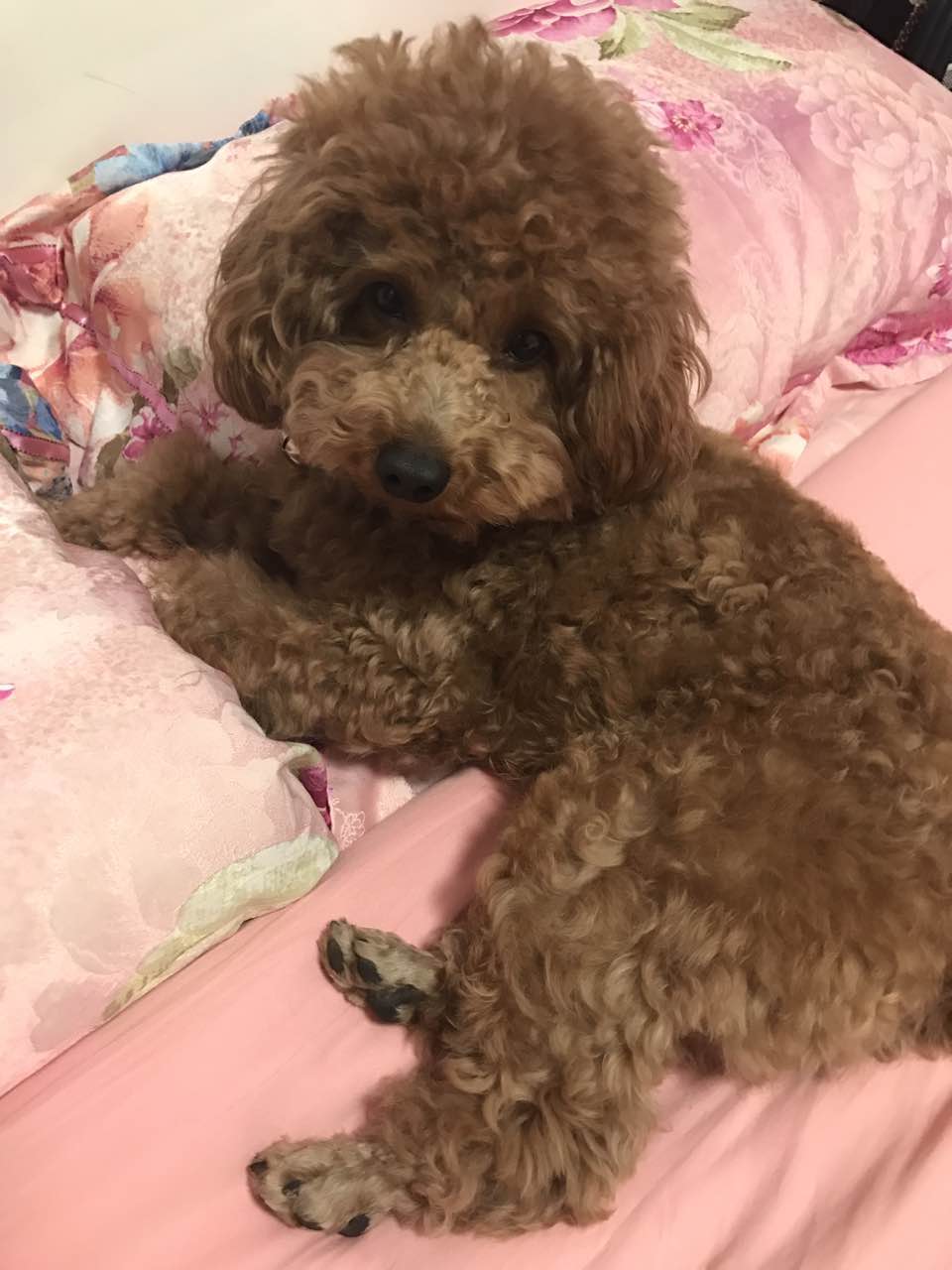 南京江宁区泰迪狗寻找启事