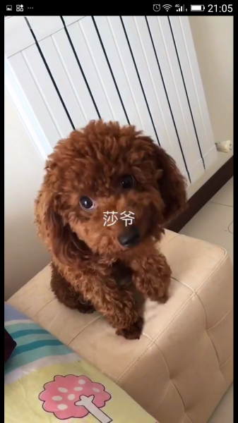 烟台寻找棕色泰迪犬莎莎，急需帮助