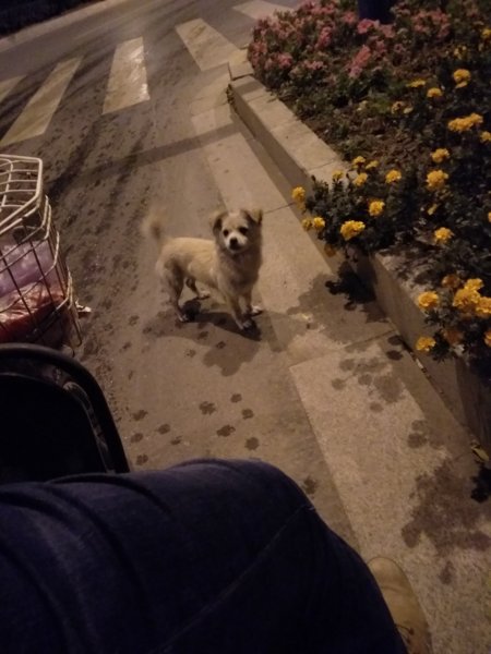南京龙华路地铁站遇到狗狗，请主人带它回家