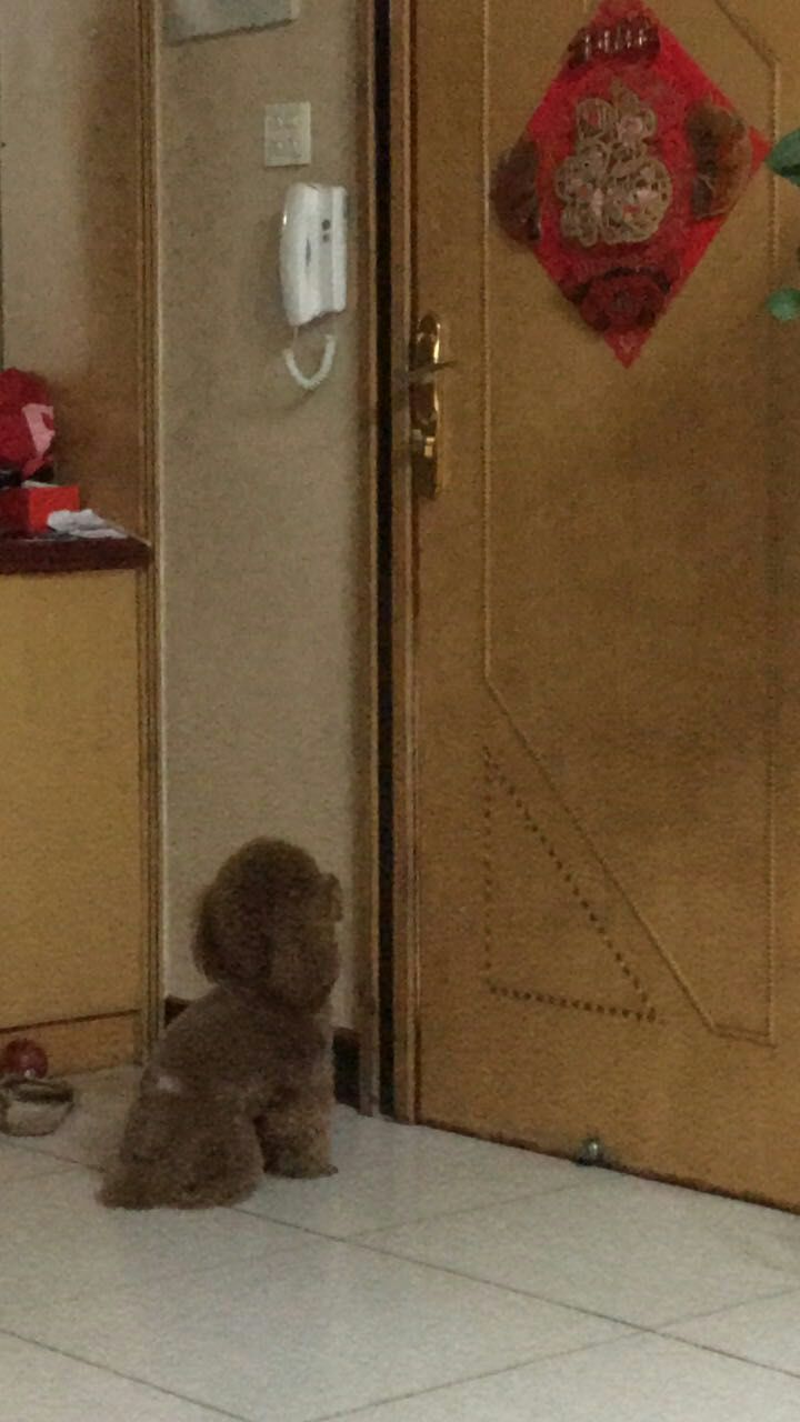 太原寻狗启事：寻回爱犬泰迪小白