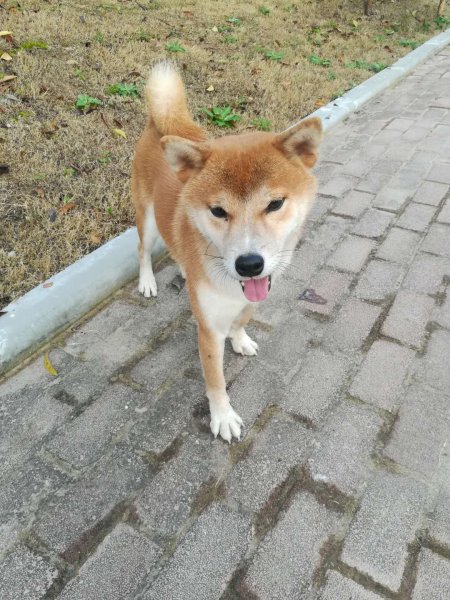 上海嘉定徐行走丢一只公柴犬