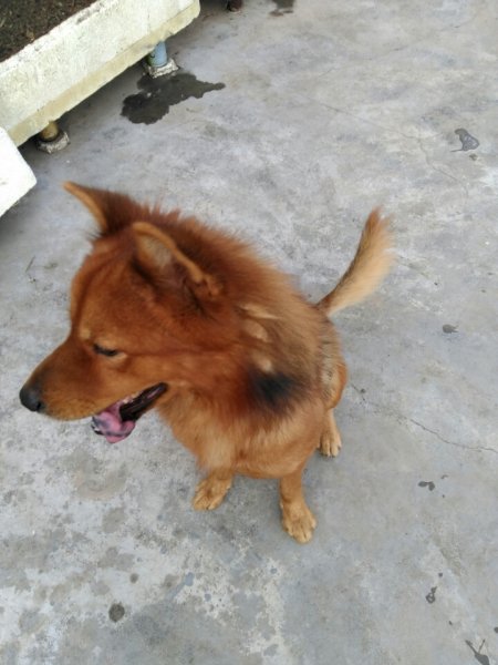 广州海珠区丢失中型爱犬阿旺寻狗启事