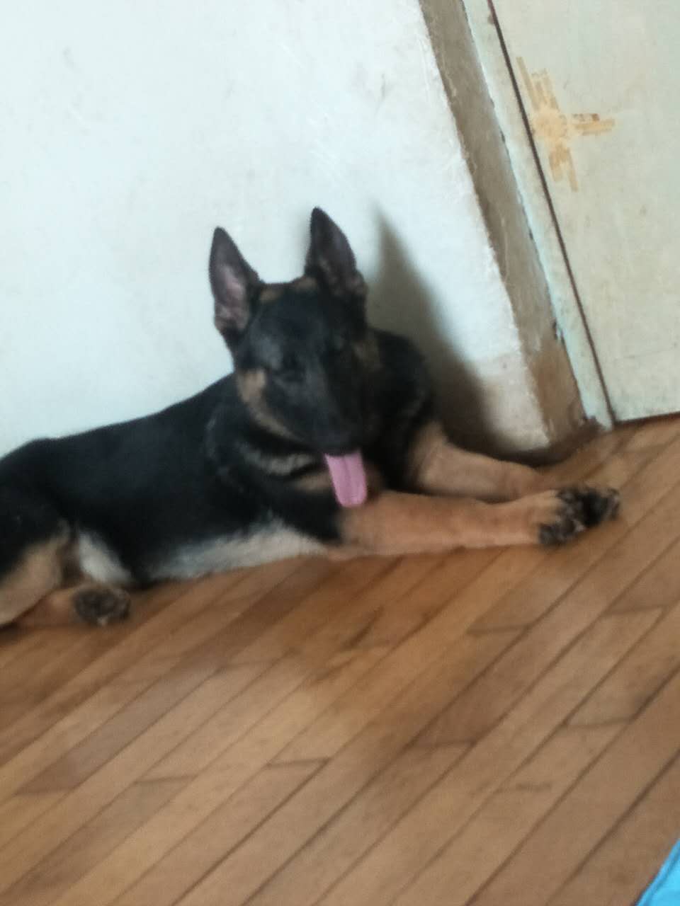 长春寻爱犬麦琪启事