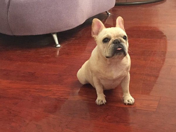 合肥牛角大圩丢失奶白色法国斗牛犬欧迪寻狗启事