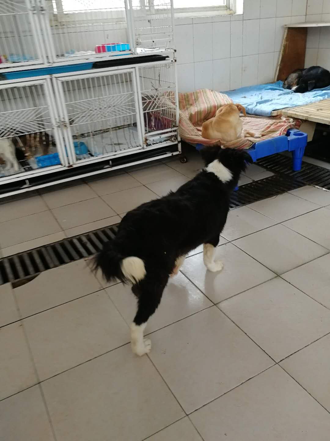 南京捡到雌性边牧幼犬寻狗主人