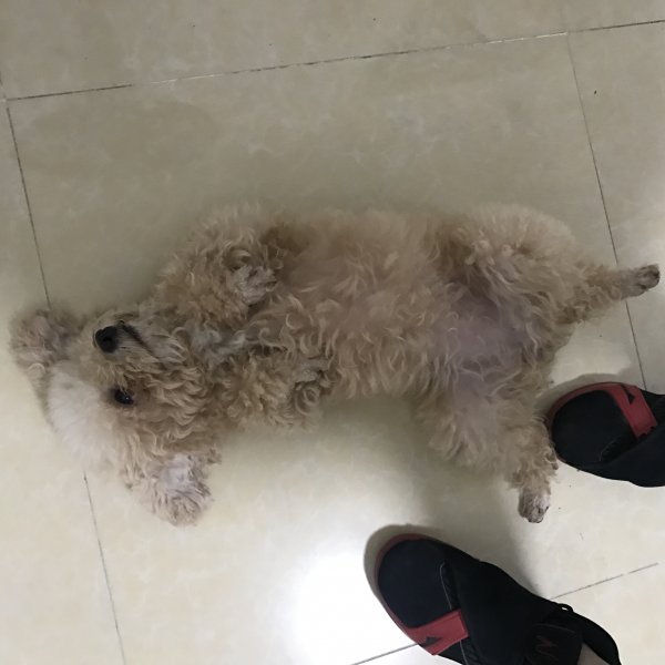广州失落的贵宾女孩子