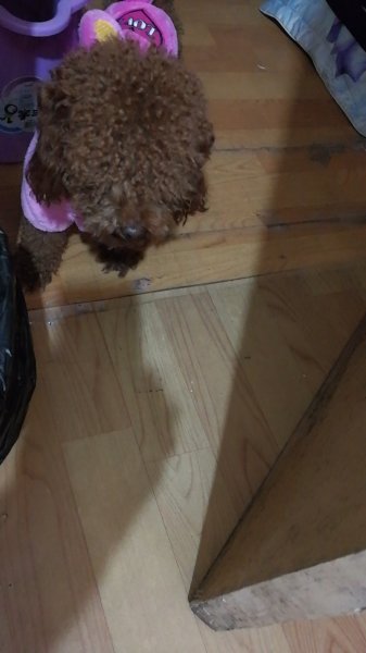 郑州寻狗启事：我的泰迪拉皮豆走丢了