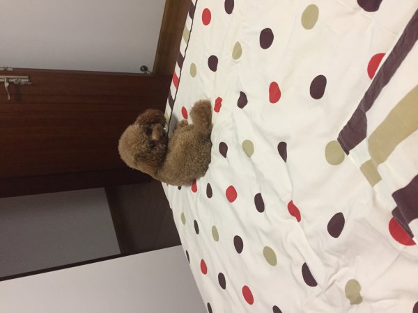 合肥寻泰迪果冻启事