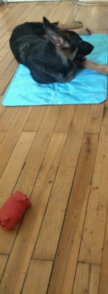 寻找爱犬maggin：长春牧羊犬丢失寻狗启事