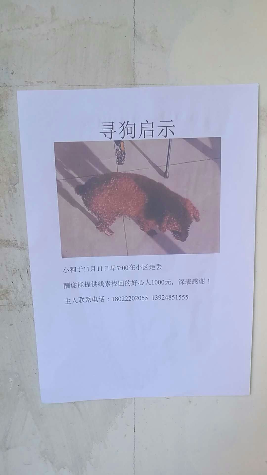 长春寻找爱犬豆豆信息发布