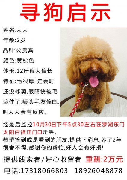 深圳罗湖区丢失棕色贵宾狗大大，重金酬谢