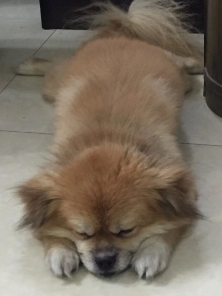 广州荔湾区寻狗启事：蝴蝶犬QQ走失
