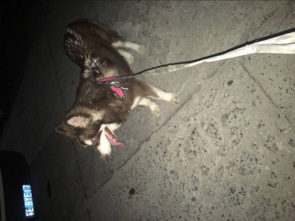苏州木渎区寻狗启事：红毛阿拉斯加小白走失