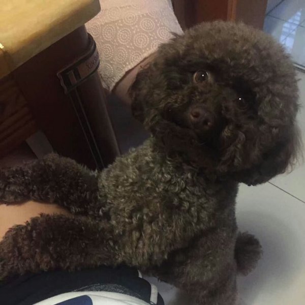 南京江宁失踪泰迪犬寻找启事，悬赏2000元现金