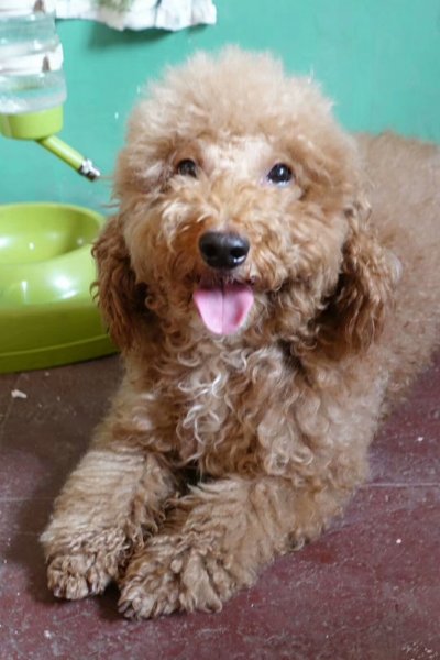 广州寻狗启事：棕黄色贵宾犬Lucky走失，请帮忙寻找