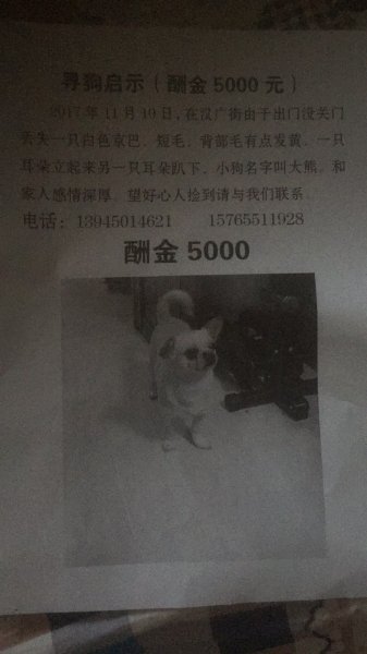 寻白色京巴大熊，酬谢5000元