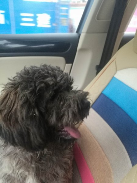 南宁寻找灰色泰迪小泰