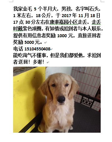 5000元寻小金毛回家