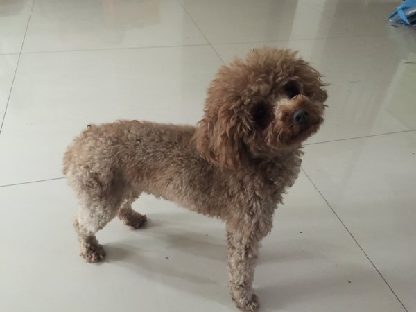西安碑林区捡到一只泰迪小狗，寻找狗主人
