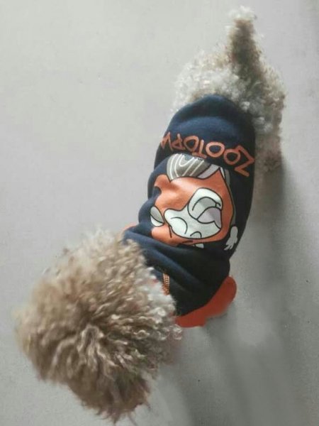 河南郑州寻泰迪小白，重金酬谢！