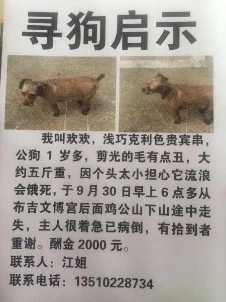 深圳龙岗区贵宾犬欢欢走失 寻找失主