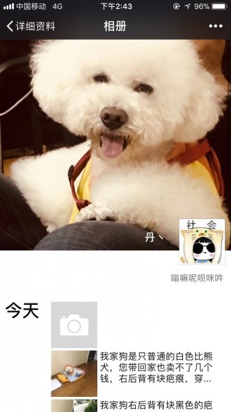 盐城寻找丢失成年比熊犬