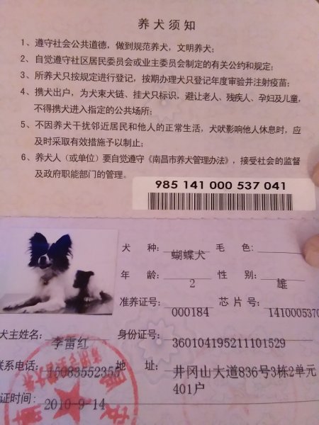 南昌前天蝴蝶犬小白走失启示