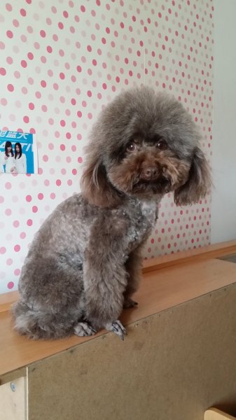 5000元寻巧克力色泰迪成犬公狗