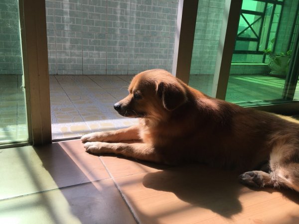 深圳寻狗启事：金黄色串串狗波比走失，盼早日回家