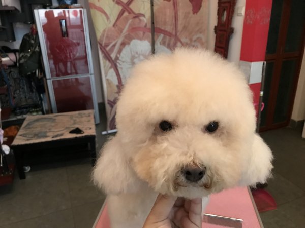 黔南寻狗启事：比熊小白走失，急需寻回