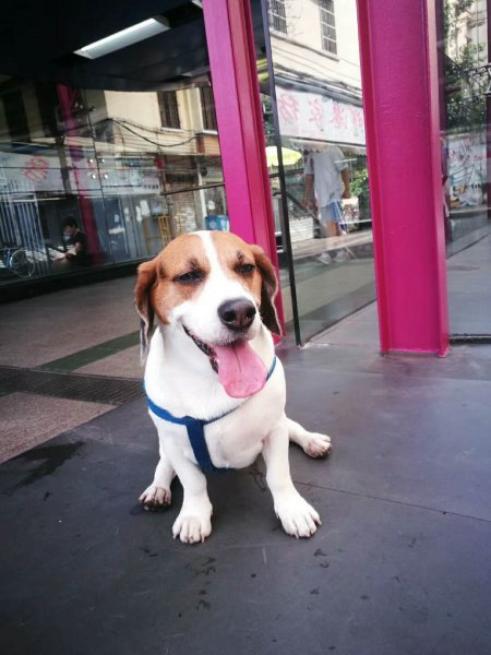 广州寻比格犬小白启事
