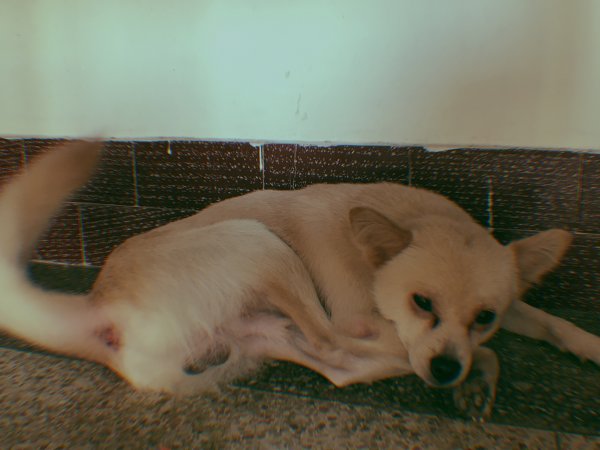 广州南沙区南浦长大走失黄色爱犬Lucky寻找寻狗启事