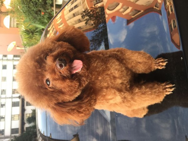 昆明寻找走丢的小白泰迪犬，求好心人帮忙