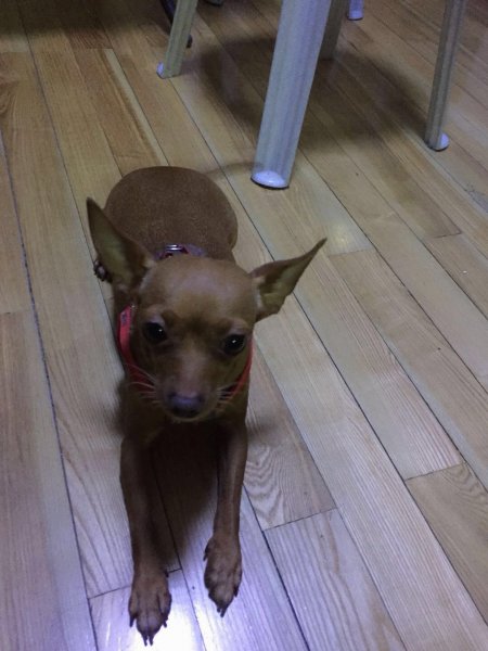 泰州小鹿犬妞妞走失寻狗启事