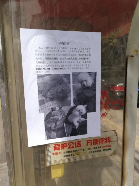 北京海淀区寻狗启事，快来帮助寻找小贝贝
