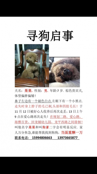 深圳寻找7岁爱犬果果