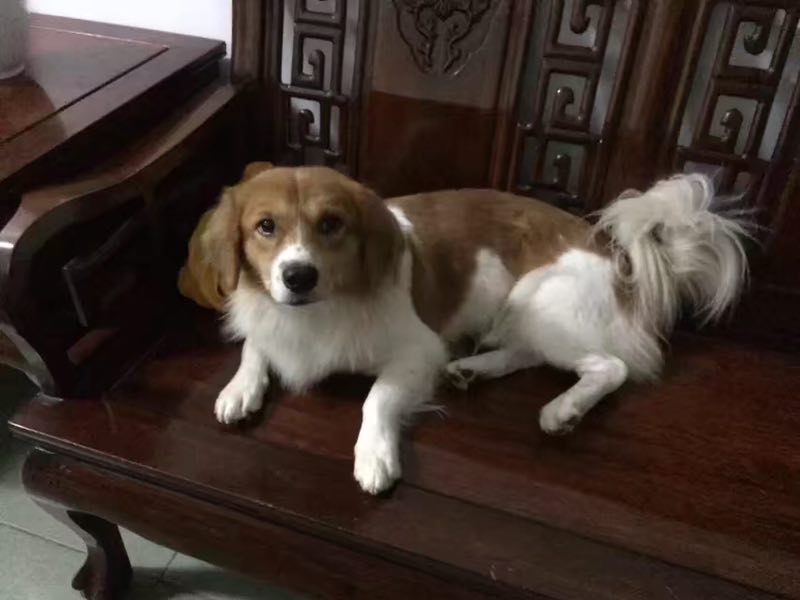 5000元寻爱犬：南京建邺区失踪金毛博美串串啦啦