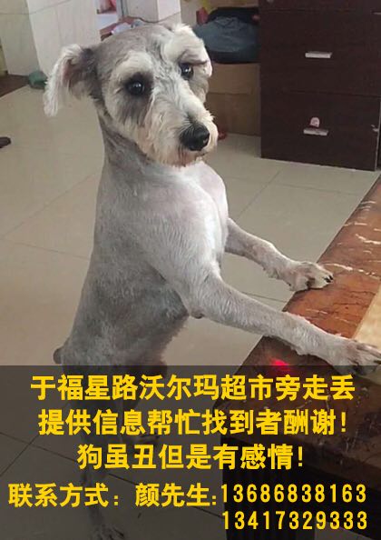深圳寻狗启事：雪纳瑞可可在福民楼附近走失