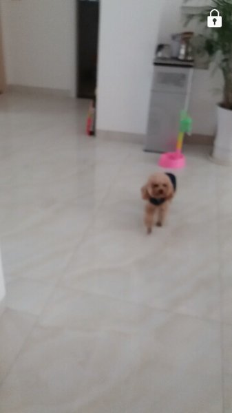 瑞昌码头镇走丢的贵宾犬小黑寻狗启事