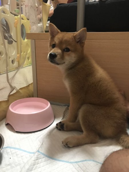 寻找走失的柴犬小宝 | 北京海淀清河附近寻狗启事
