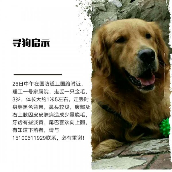 唐山金毛寻狗启事