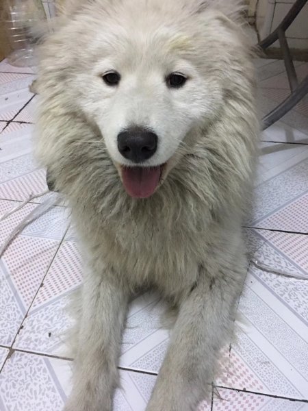 哈尔滨市二院捡到一只白色萨摩耶犬寻找主人