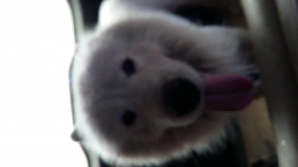 深圳萨摩耶狗狗寻主人