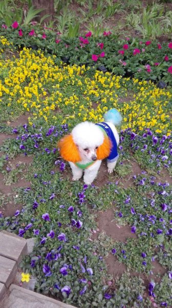 郑州南关街郑新里贵宾爱犬小白走失寻狗启事