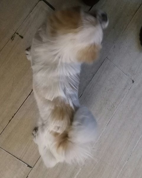南平市立医院附件发现的一只黄色小短腿狗狗寻主