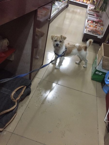 【急寻爱犬】青岛城阳万科城市花园一期走失的雪纳瑞小白